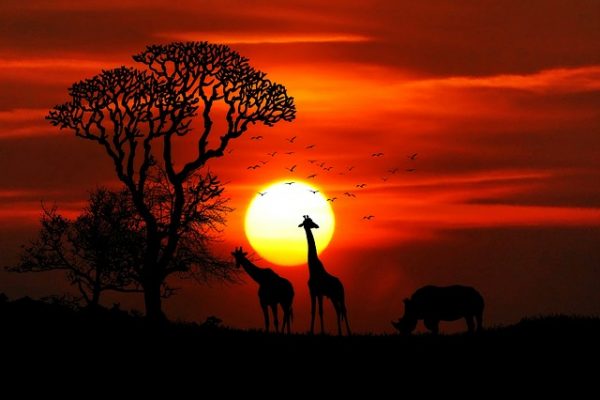 africa sunset in savana