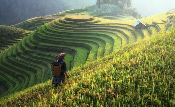 china rice fields landscape