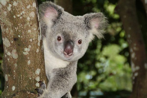 asia coala on a tree