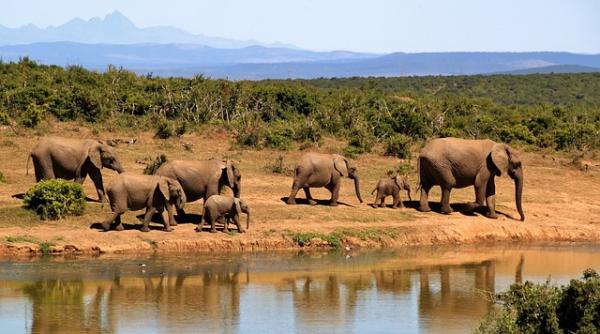 south africa savana safari vaccinations